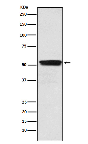 WB - ACM2 Antibody AP92395